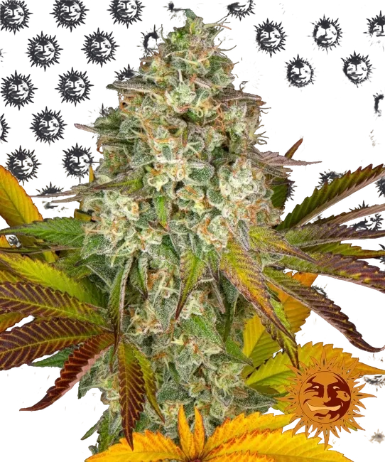 Cookies Kush Auto | AUTOFEM | Barneys Farm