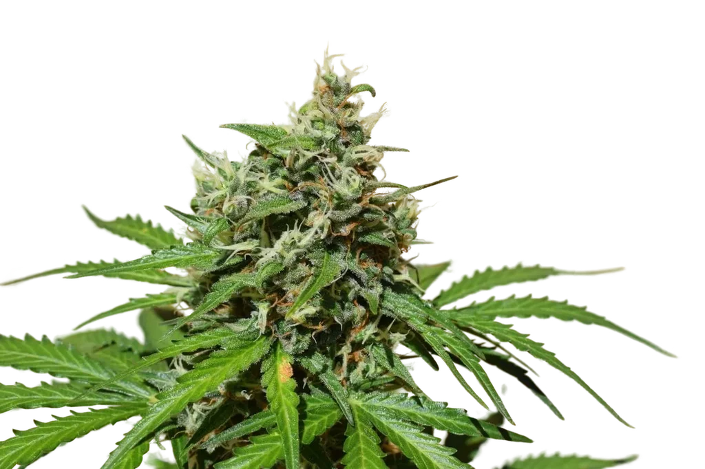 Cookies n Cream Auto | AUTOFEM | Garden Of Green