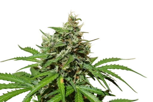 Cookies n Cream Auto