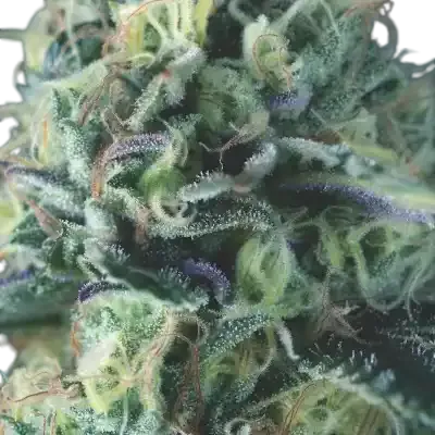 Cookies USA Auto | AUTOFEM | Pyramid Seeds