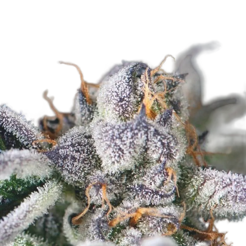 Cookies USA | PHOTOFEM | Pyramid Seeds
