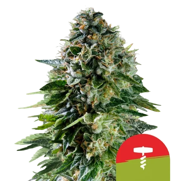 Corkscrew Auto | AUTOFEM | Royal Queen Seeds