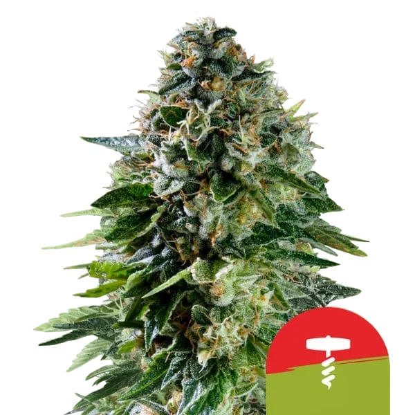 Corkscrew Auto | AUTOFEM | Royal Queen Seeds