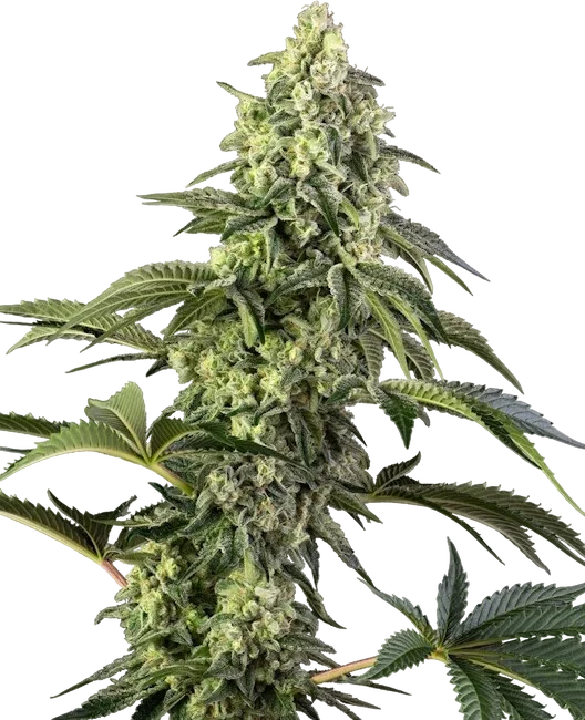 Cosmic Kiss | PHOTOFEM | Sensi Seeds