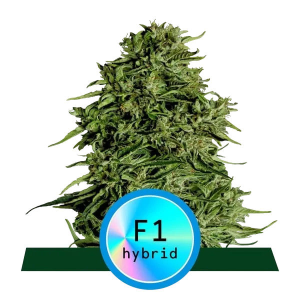 Cosmos F1 CBD Auto | AUTOFEM | Royal Queen Seeds