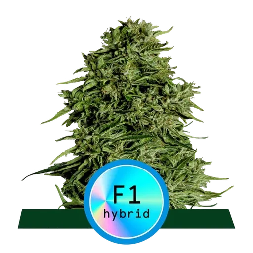 Cosmos F1 CBD Auto