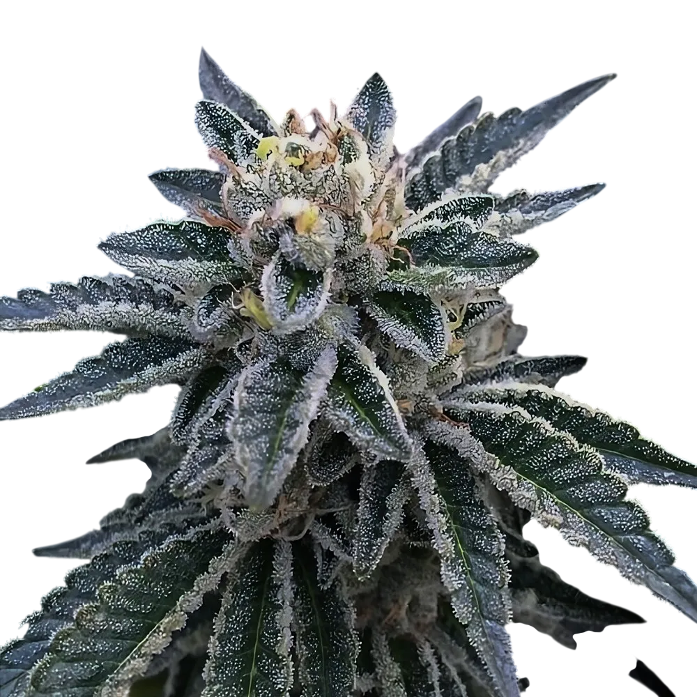 3Peat | PHOTOFEM | DNA Genetics