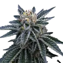 3Peat | PHOTOFEM | DNA Genetics