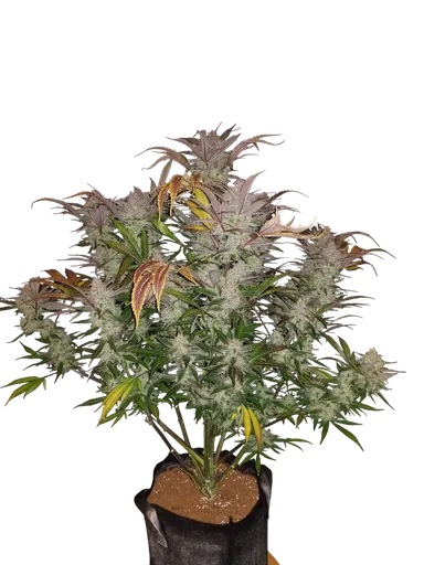 Cream Cookies Auto | AUTOFEM | Fast Buds