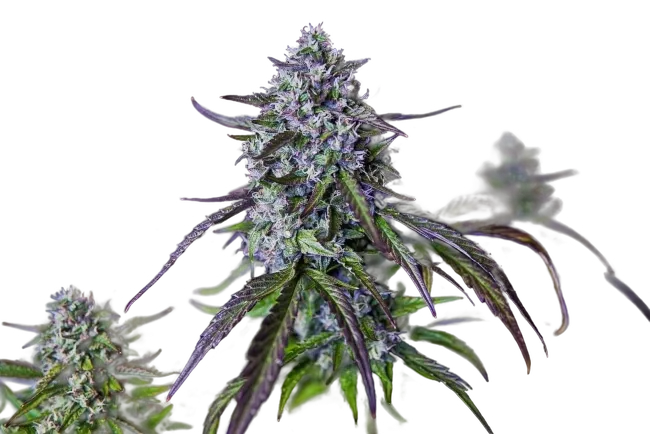 3Wok OG Auto | AUTOFEM | Mephisto Genetics