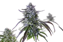 3Wok OG Auto | AUTOFEM | Mephisto Genetics