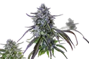 3Wok OG Auto | AUTOFEM | Mephisto Genetics