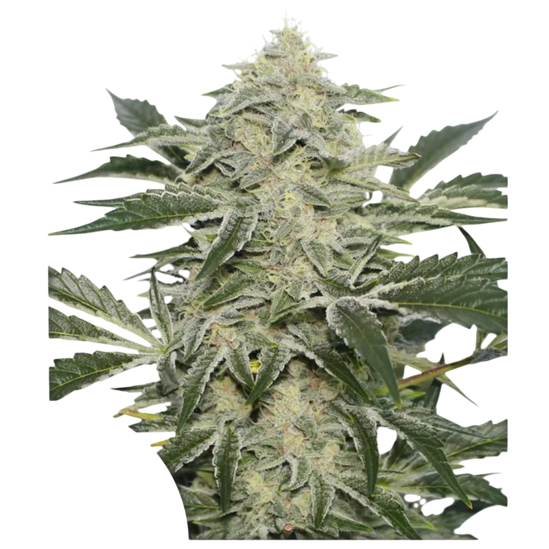 Creamy Kees | PHOTOREG | Super Sativa Seed Club