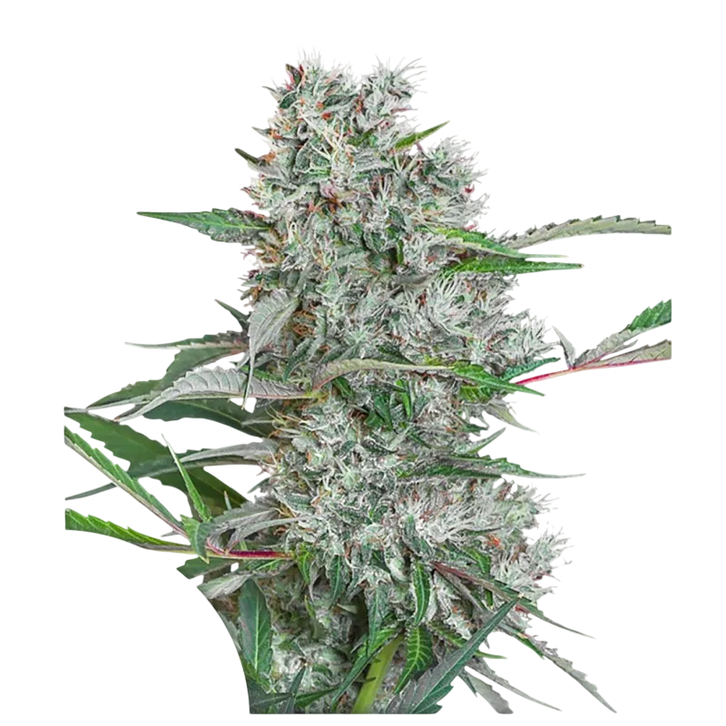 Creeper | PHOTOREG | Super Sativa Seed Club