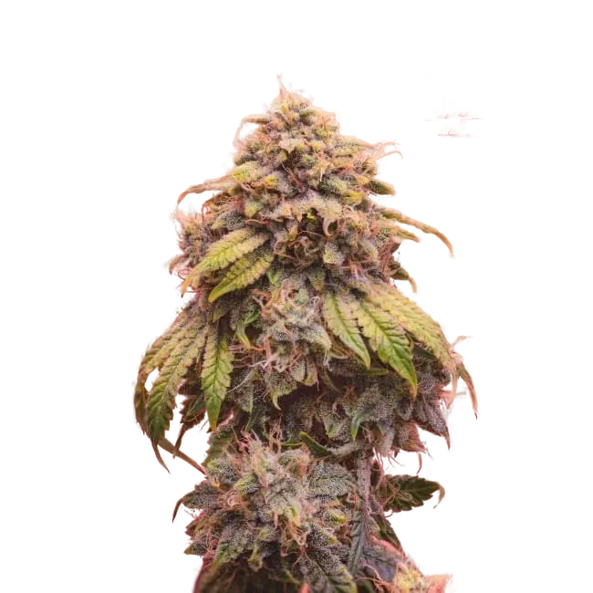 Creme de la Chem Auto | AUTOFEM | Mephisto Genetics