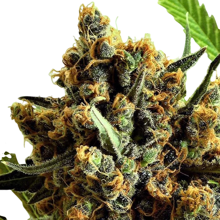 Criminal | PHOTOFEM | Ripper Seeds