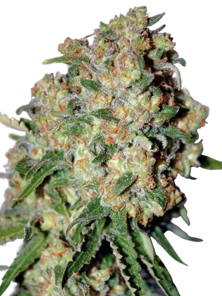 Critical | PHOTOFEM | Advanced Seeds