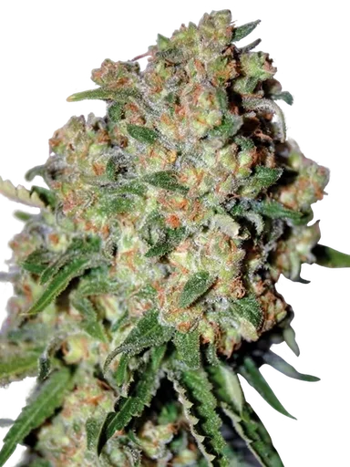 Critical