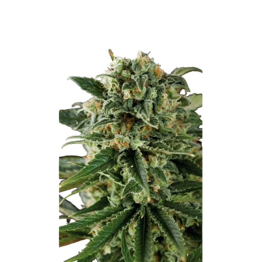 Critical Auto | AUTOFEM | Blimburn Seeds
