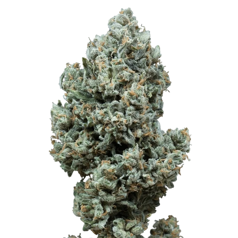 Critical+ 2.0 Auto – Produktansicht