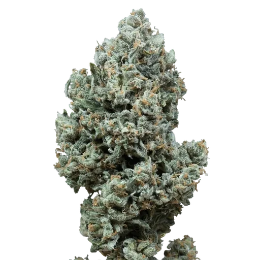 Critical+ 2.0 Auto