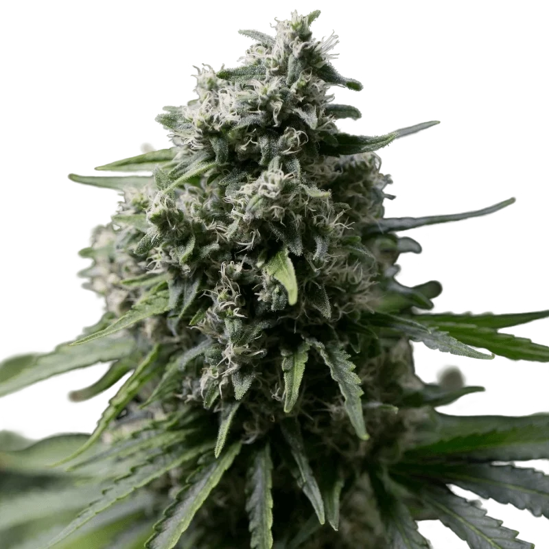 Critical+ 2.0 | PHOTOFEM | Silent Seeds