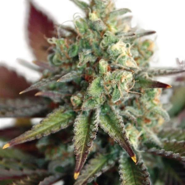Critical 2.0 XL Auto | AUTOFEM | Garden Of Green