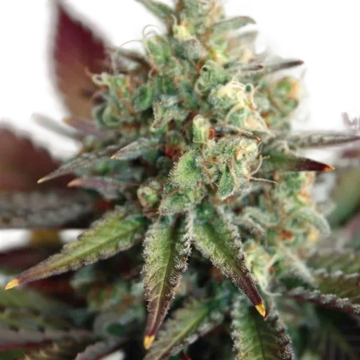 Critical 2.0 XL Auto