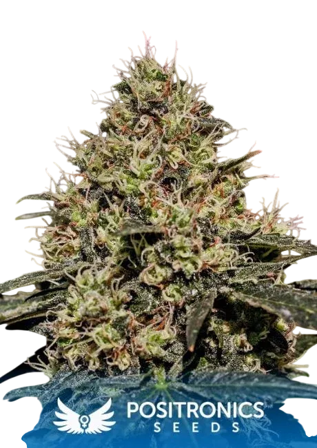 Critical # 47 | PHOTOFEM | Positronic Seeds