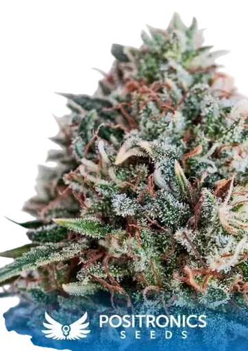 Critical 47 CBD