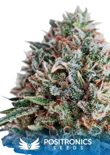 Critical 47 CBD | PHOTOFEM | Positronic Seeds