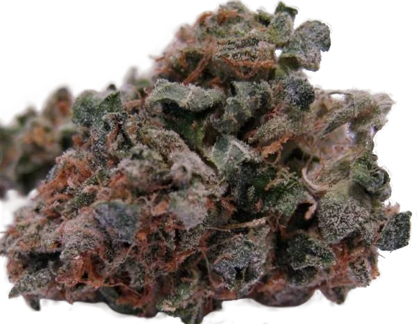 707 Headband | PHOTOREG | BC Bud Depot