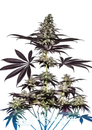 Critical #47 Express Auto