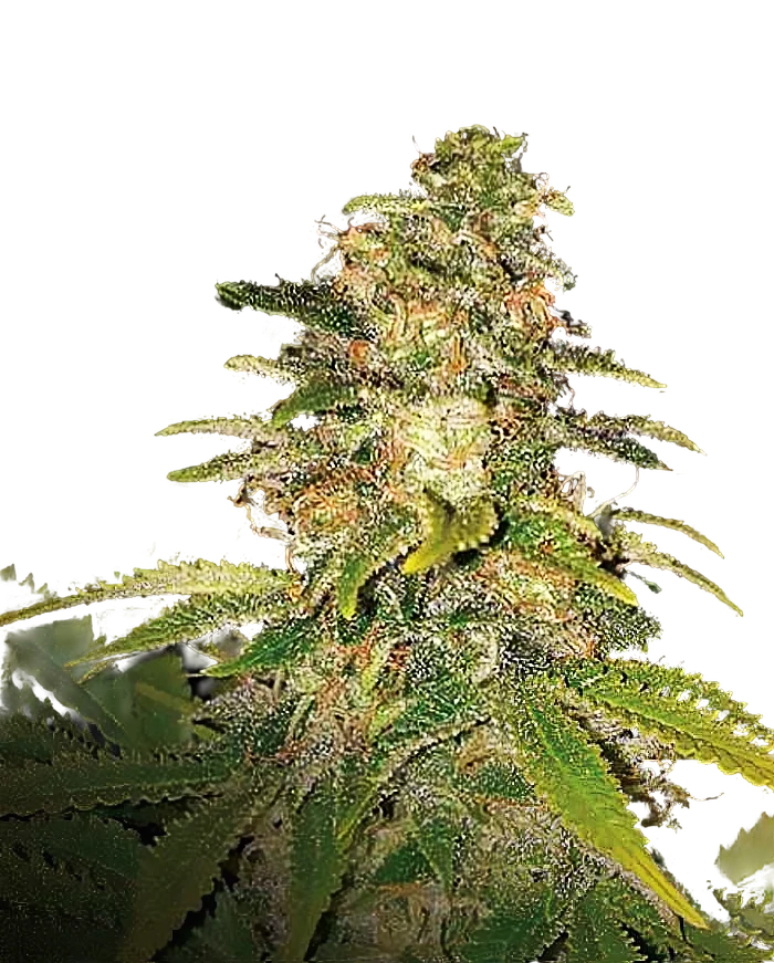 Critical Blue Auto | AUTOFEM | Expert Seeds