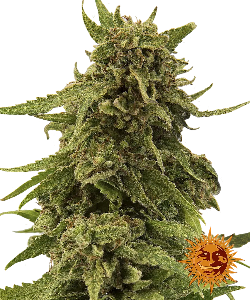Critical Cure CBD | PHOTOFEM | Barneys Farm