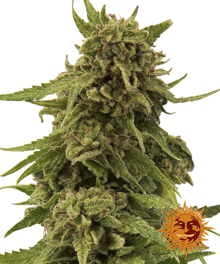 Critical Cure CBD | PHOTOFEM | Barneys Farm