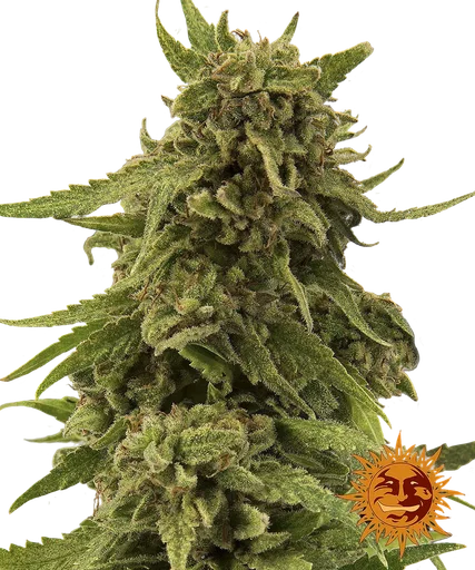 Critical Cure CBD