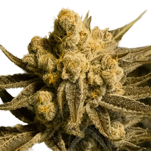 Critical Glue #4 Auto | AUTOFEM | High Speed Buds