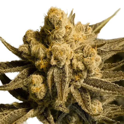 Critical Glue #4 Auto