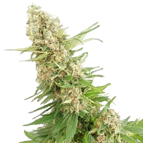 Critical Gorilla | PHOTOFEM | Expert Seeds