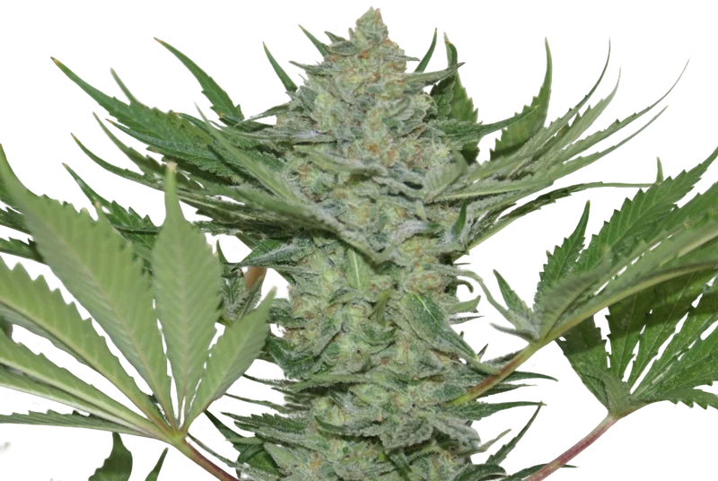 Critical Haze | PHOTOFEM | Resin Seeds