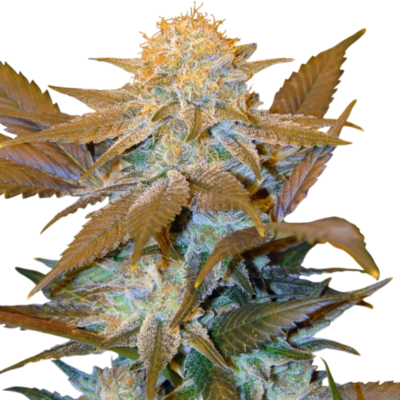 Critical Hog | PHOTOFEM | T.H. Seeds