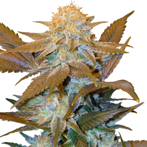 Critical Hog