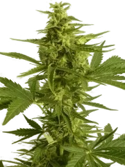Critical Hog Auto