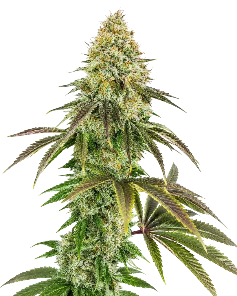 818 Headband Aka Sour OG | PHOTOFEM | Cali Connection