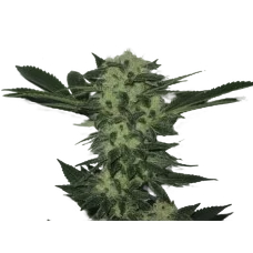 818 Headband Aka Sour OG