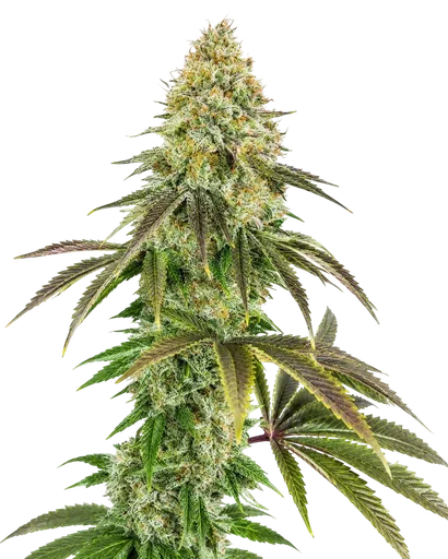 818 Headband Aka Sour OG