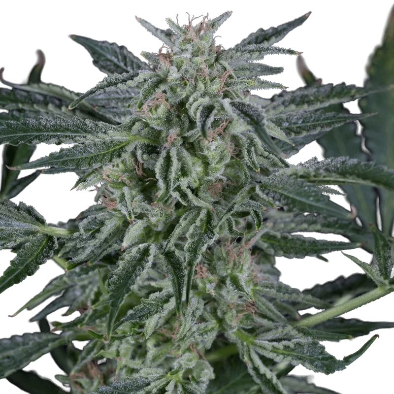 Critical Jack Auto | AUTOFEM | Silent Seeds