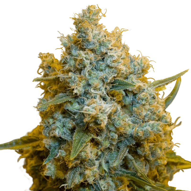 Critical Jack | PHOTOFEM | Silent Seeds