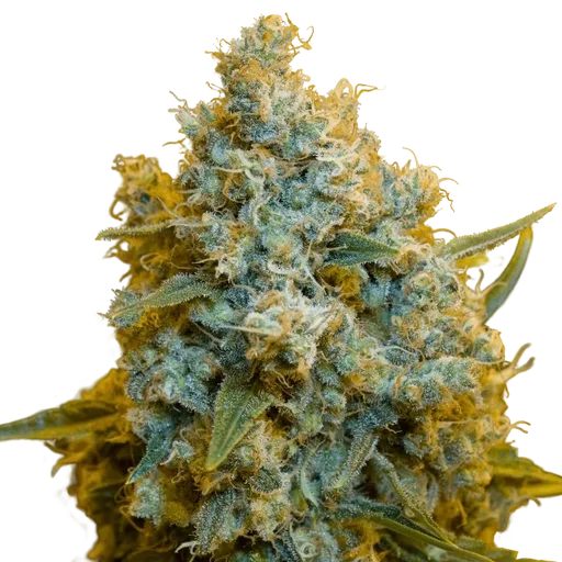 Critical Jack